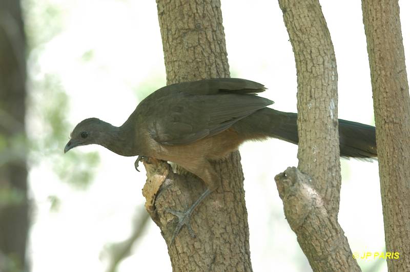Ortalis vetula
